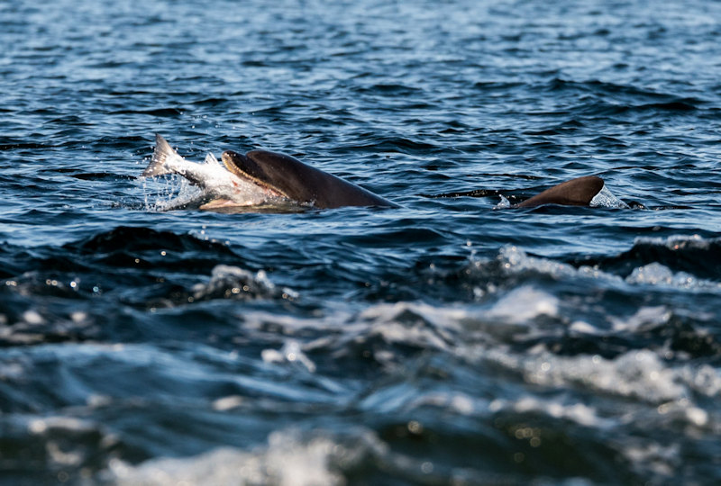 Dolphin seen from the Black Isle